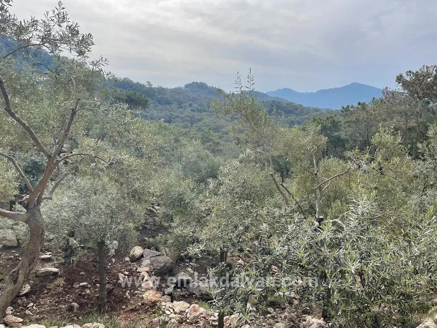 Feld Zu verkaufen in Ekincik Bz. Köyceğiz - Olive-Zonierung - 7.000 m²