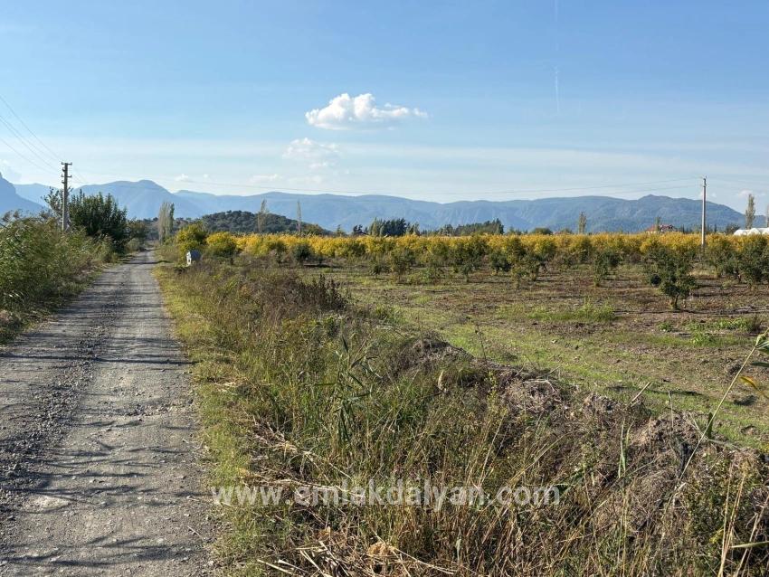 21500 M² Großer Granatapfelgarten In Eskiköy Zu Verkaufen