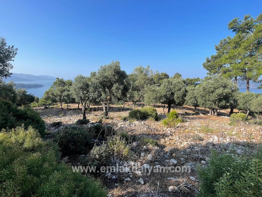Feld Zu verkaufen in Çandır Bz. Köyceğiz - Gehäuse-Zonierung - 10.481 m²