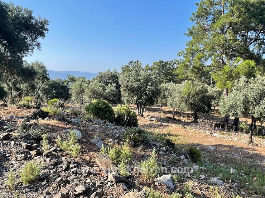Feld Zu verkaufen in Çandır Bz. Köyceğiz - Gehäuse-Zonierung - 10.481 m²