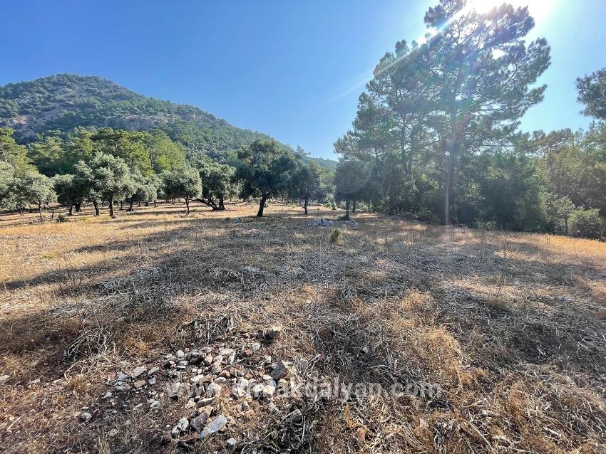 Feld Zu verkaufen in Çandır Bz. Köyceğiz - Gehäuse-Zonierung - 10.481 m²