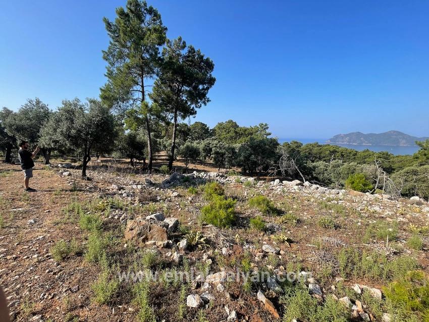 Feld Zu verkaufen in Çandır Bz. Köyceğiz - Gehäuse-Zonierung - 10.481 m²