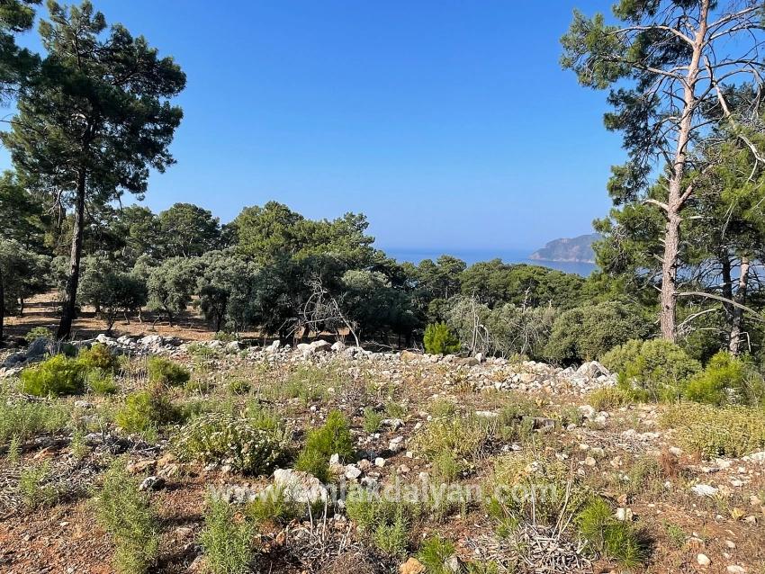 Feld Zu verkaufen in Çandır Bz. Köyceğiz - Gehäuse-Zonierung - 10.481 m²