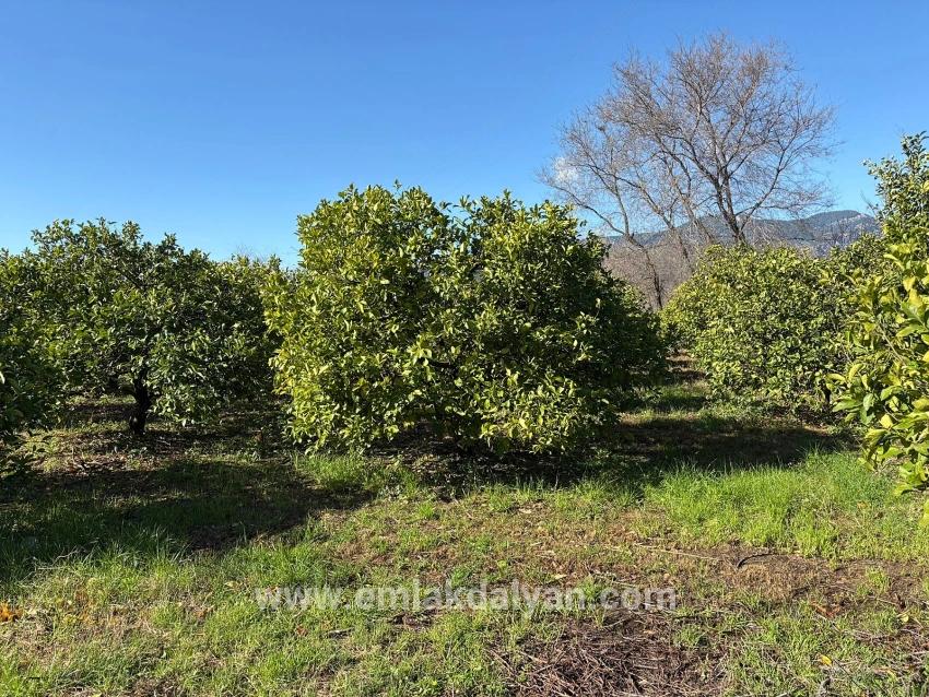 Feld Zu verkaufen in Dalyan Bz. Ortaca - Feld-Zonierung - 16.500 m²