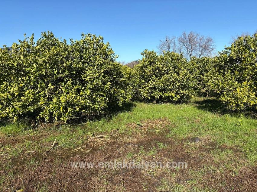 Feld Zu verkaufen in Dalyan Bz. Ortaca - Feld-Zonierung - 16.500 m²