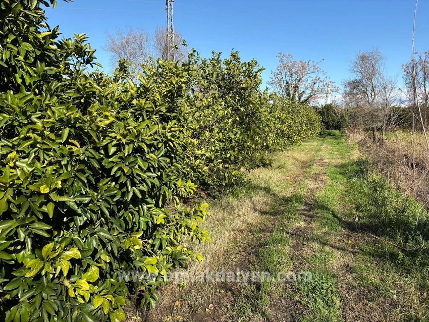 Feld Zu verkaufen in Dalyan Bz. Ortaca - Feld-Zonierung - 16.500 m²
