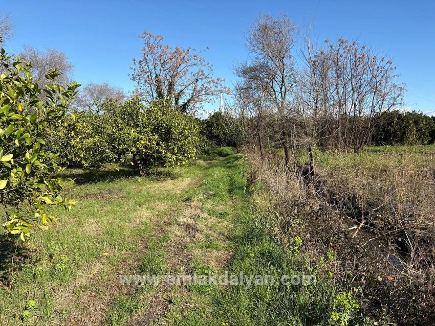 Feld Zu verkaufen in Dalyan Bz. Ortaca - Feld-Zonierung - 16.500 m²