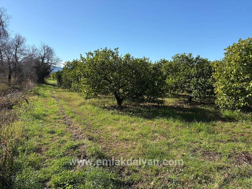 Feld Zu verkaufen in Dalyan Bz. Ortaca - Feld-Zonierung - 16.500 m²