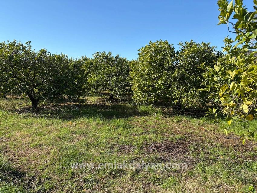 Feld Zu verkaufen in Dalyan Bz. Ortaca - Feld-Zonierung - 16.500 m²
