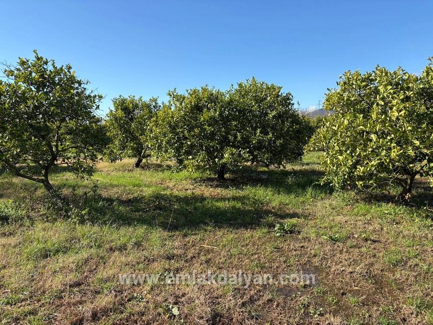 Feld Zu verkaufen in Dalyan Bz. Ortaca - Feld-Zonierung - 16.500 m²
