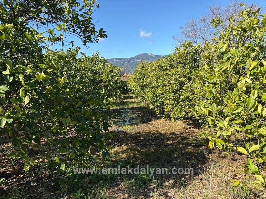 Feld Zu verkaufen in Dalyan Bz. Ortaca - Feld-Zonierung - 16.500 m²