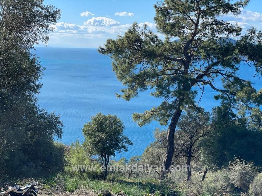 Feld Zu verkaufen in Çandır Bz. Köyceğiz - Feld-Zonierung - 20.000 m²