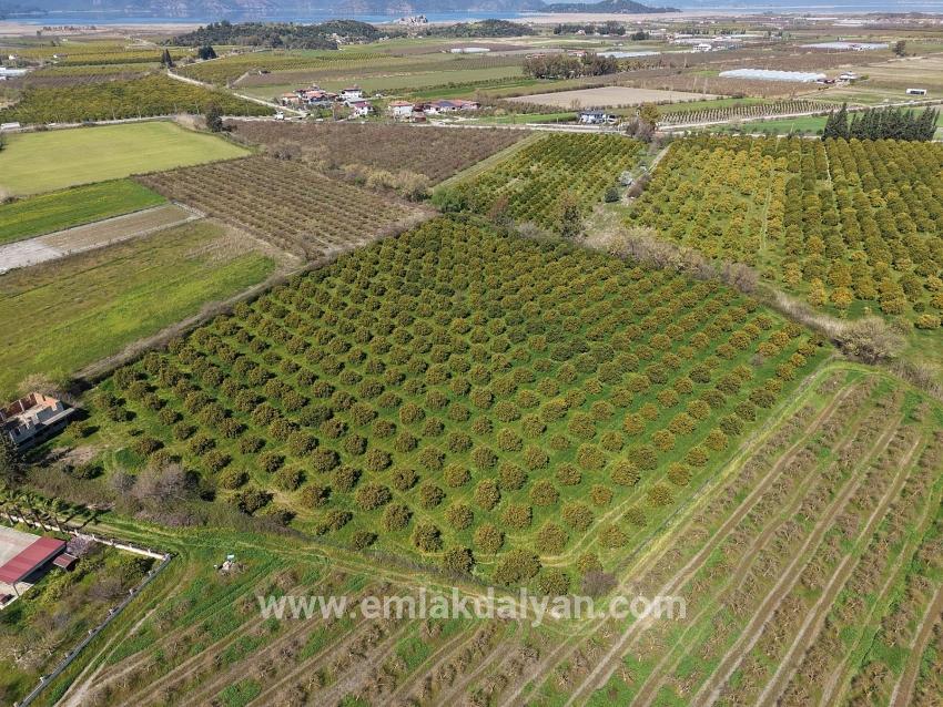 17.550 M2 Weinberg-bahce Zum Verkauf In Der Nähe Des Dalyan Centers