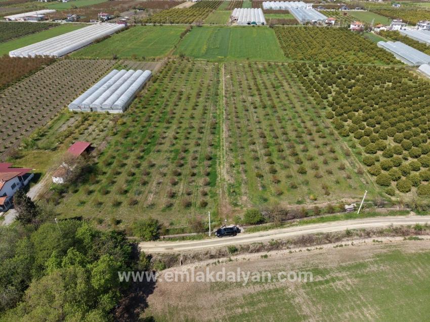 Feld Zu verkaufen in Eskiköy Bz. Ortaca - Feld-Zonierung - 16.000 m²