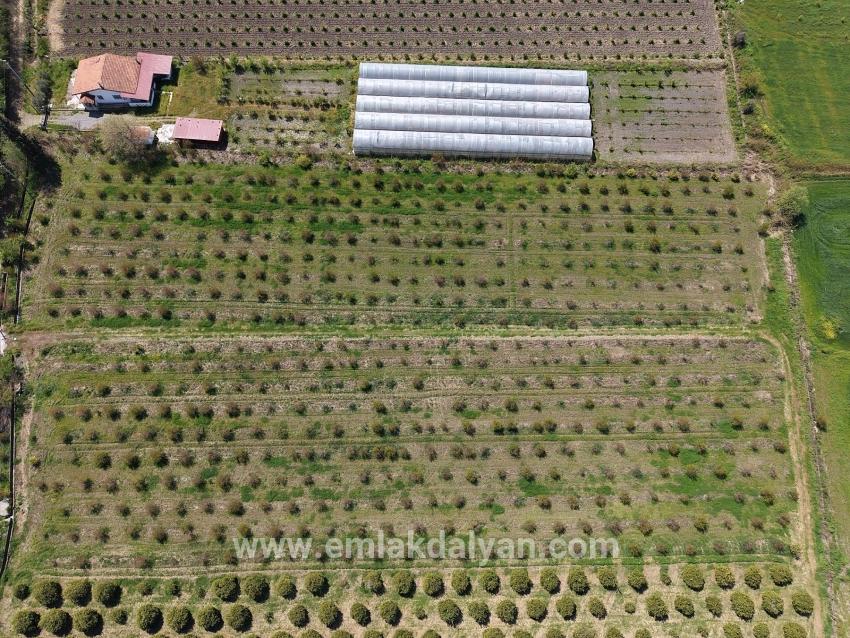 Feld Zu verkaufen in Eskiköy Bz. Ortaca - Feld-Zonierung - 16.000 m²