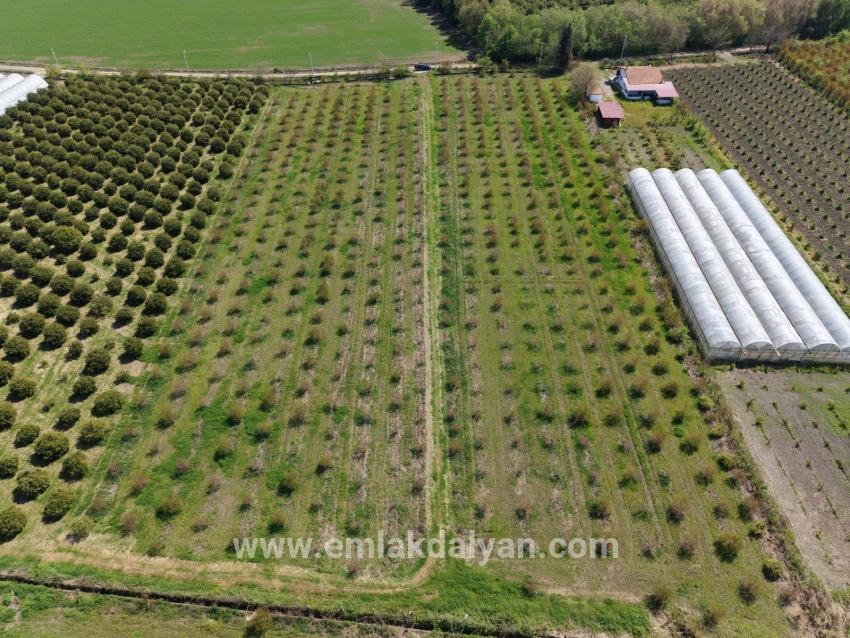 Feld Zu verkaufen in Eskiköy Bz. Ortaca - Feld-Zonierung - 16.000 m²