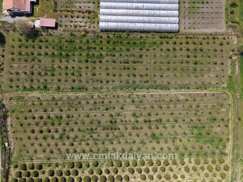 Feld Zu verkaufen in Eskiköy Bz. Ortaca - Feld-Zonierung - 16.000 m²