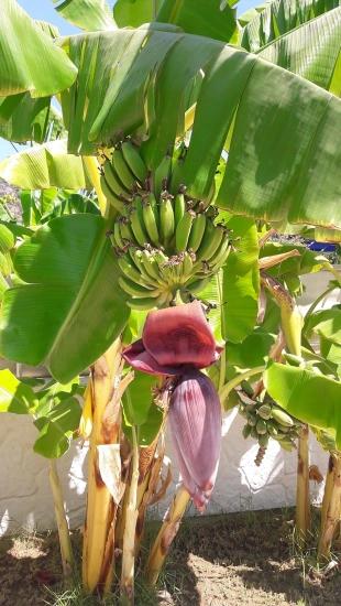 4+1 Villa Zum Verkauf In Dalyan Gülpınar, 573m2