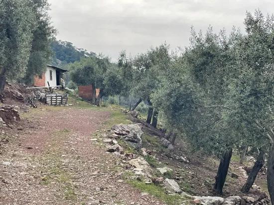 Köyceğiz Ekincik mit Meerblick 7.000m2 2b zu verkaufen Olivenhain
