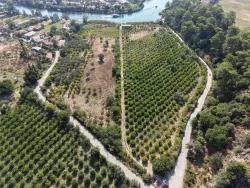 Feld Zu verkaufen in Çandır Bz. Köyceğiz - Feld-Zonierung - 20.000 m²