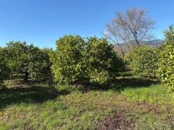 Feld Zu verkaufen in Dalyan Bz. Ortaca - Feld-Zonierung - 16.500 m²