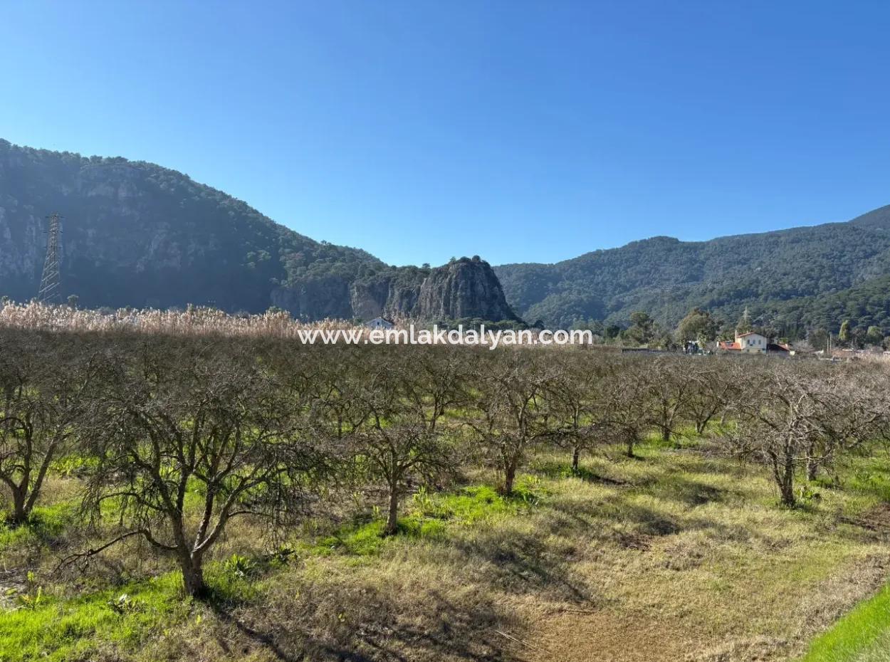 5985M2 5% Zoniertes Land Zum Verkauf In Dalyan Als Weinberggarten