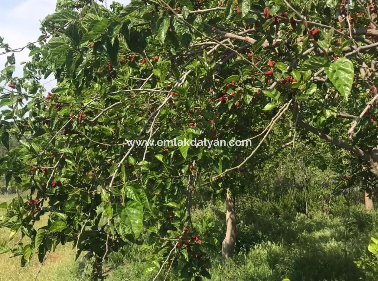 Ackerland Zum Verkauf In Seydikemer Korubuku 76000M2