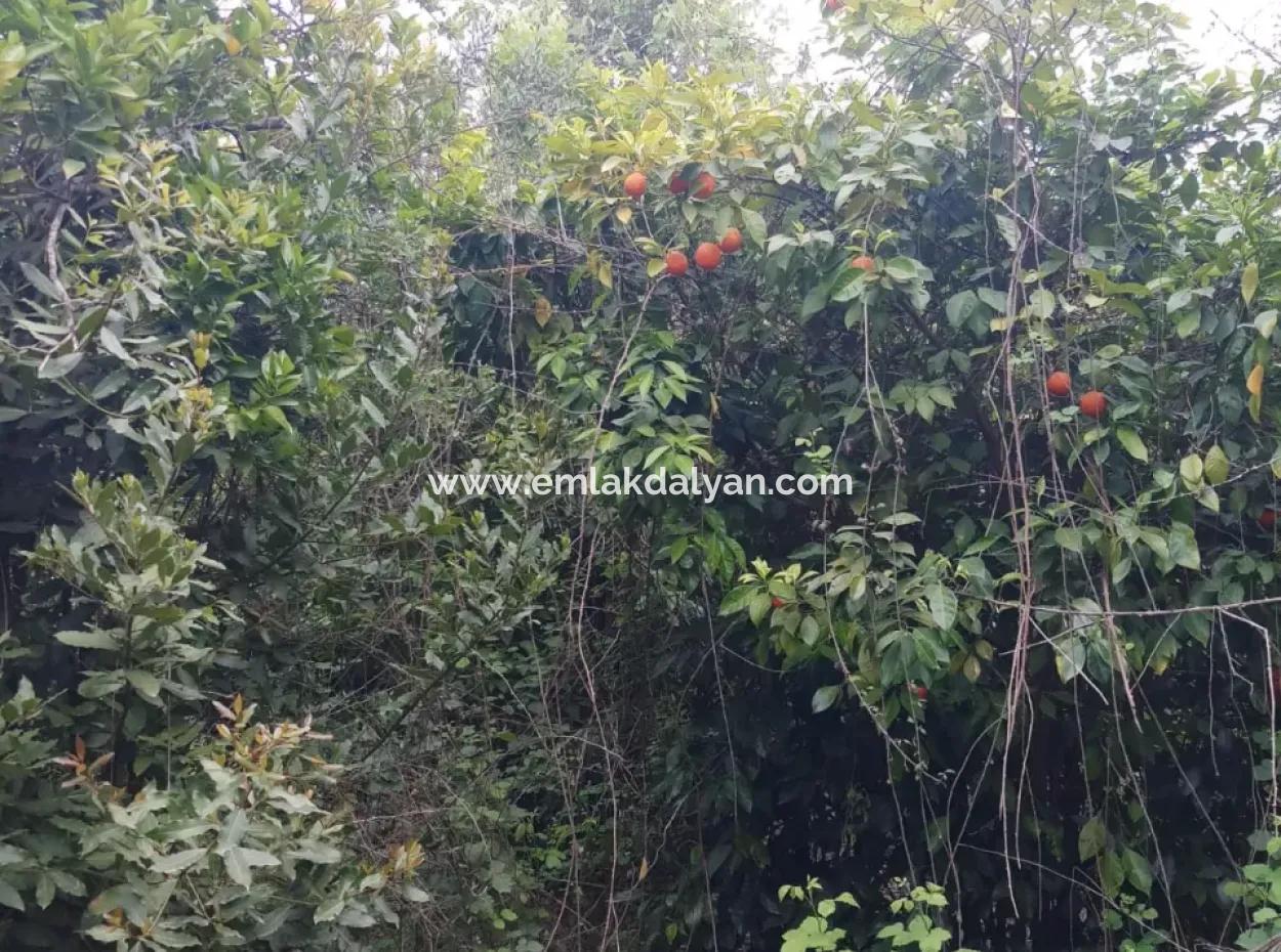 Grundstücke Zu Verkaufen In Amlida