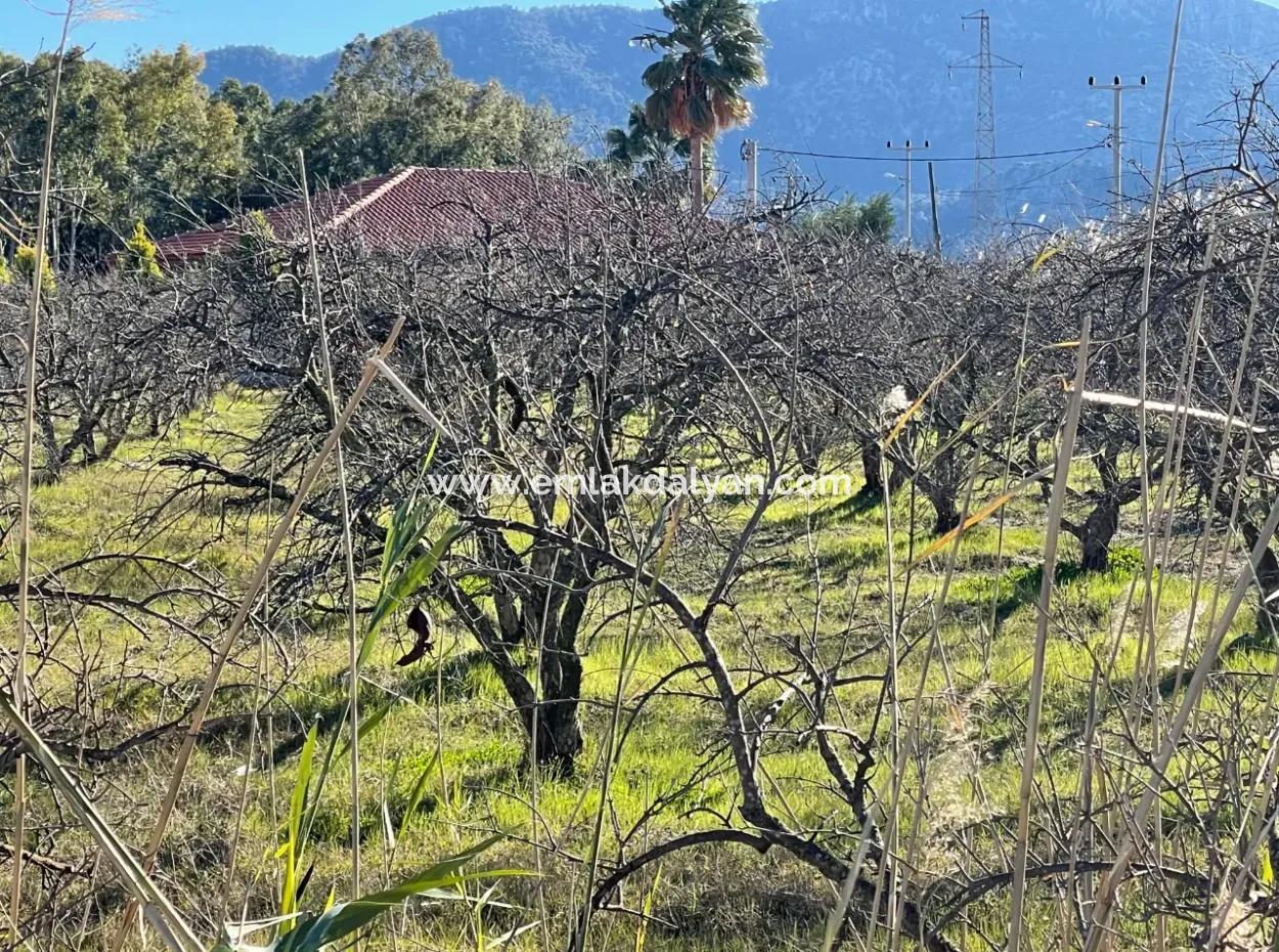 Dalyan Iztuzu Road Zero 5216M2 Feldgrundstück Zum Verkauf