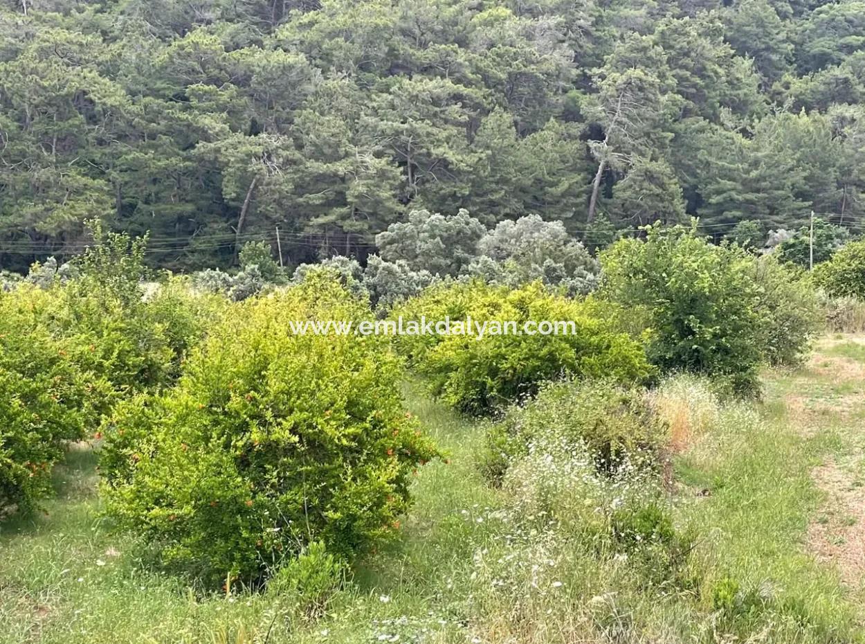 Gökbelde 14.000M2 Feld Zu Verkaufen