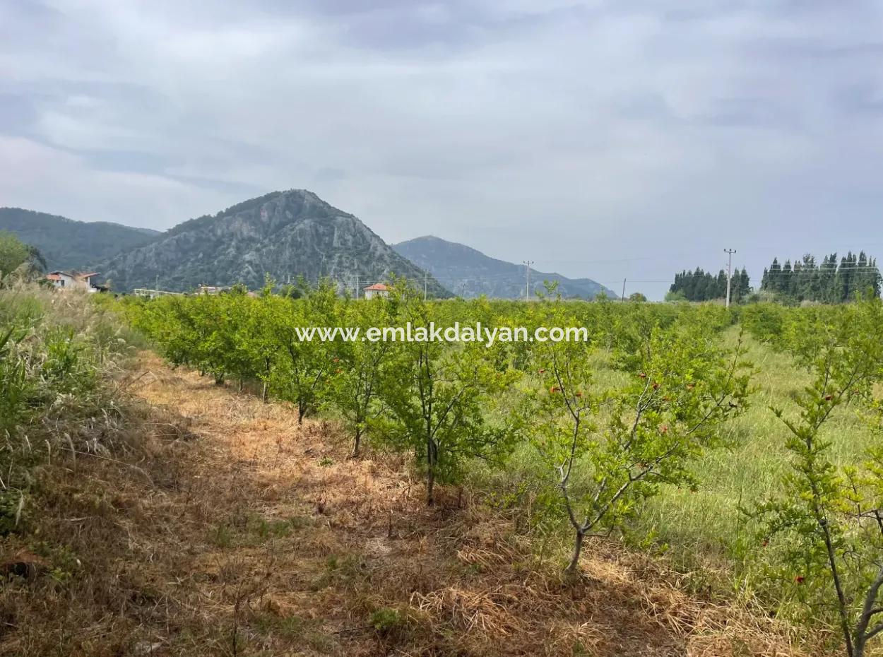 Feld Zu Verkaufen 6500M2 In Dalyan