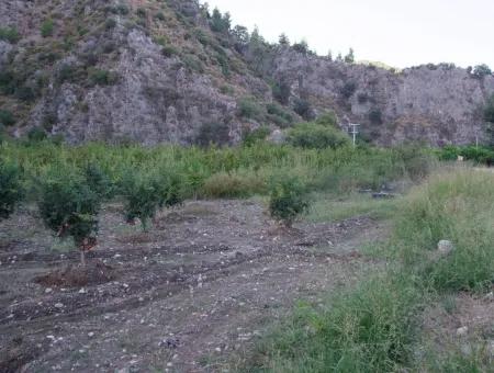 Grundstück Zum Verkauf Granatapfel Garten Zum Verkauf In Oriya Mergenli Mergenli