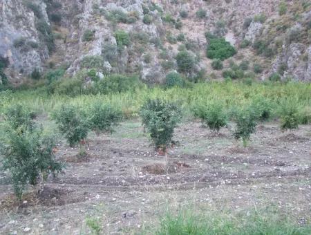 Grundstück Zum Verkauf Granatapfel Garten Zum Verkauf In Oriya Mergenli Mergenli