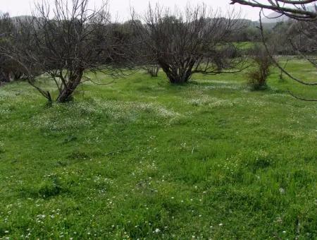 In Incirkoy Uzumlu Fethiye Grundstück Für Verkauf Bauernhof Zum Verkauf In Incirkoy