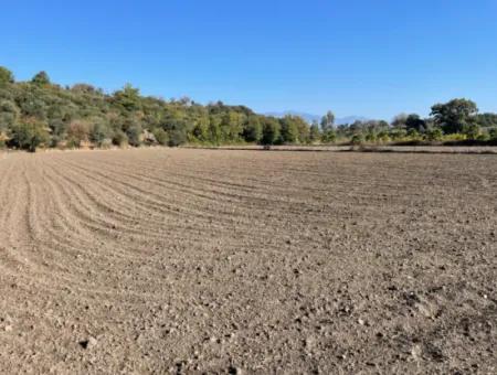 6254M2 Feld Zum Verkauf In Der Nähe Von Dalyan In Eskiköy