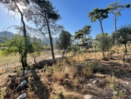 1.320M2 Feld Zum Verkauf Im Zentrum Von Çandır Am Wald