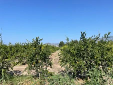 10.000 M2 Granatapfelgarten Zum Verkauf In Dalyan Arıkbaşı Und Gerendüzün