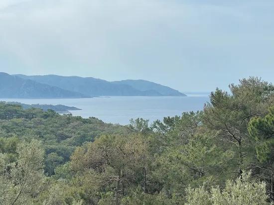 Köyceğiz Ekincik Mit Meerblick 7.000m2 2b Zu Verkaufen Olivenhain