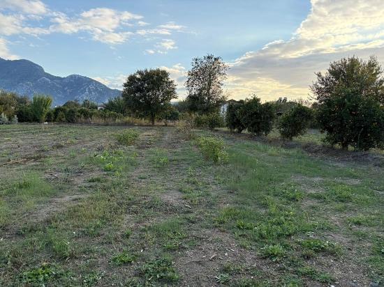 7.450 M² Großes Grundstück In Dalyan Mit 5%iger Zonierung Zu Verkaufen.