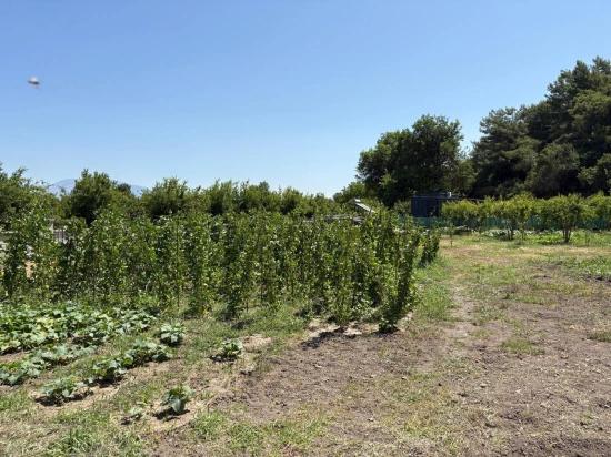 Freistehendes Holzhaus Mit 120 M² Wohnfläche Auf Einem 2500 M² Großen Grundstück In Der Gegend Von Dalyan Karadağ