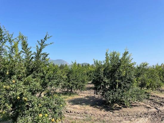 10.000 M² Großer Granatapfelgarten Zum Verkauf In Der Gegend Von Dalyan Arıkbaşı Gerendüzü.