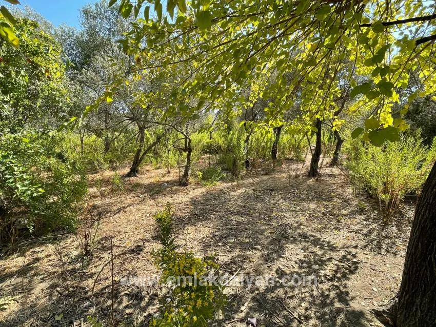 1+0 Bedroom Detached house For sale in Çandır Nbh. Köyceğiz - 2.765 m²