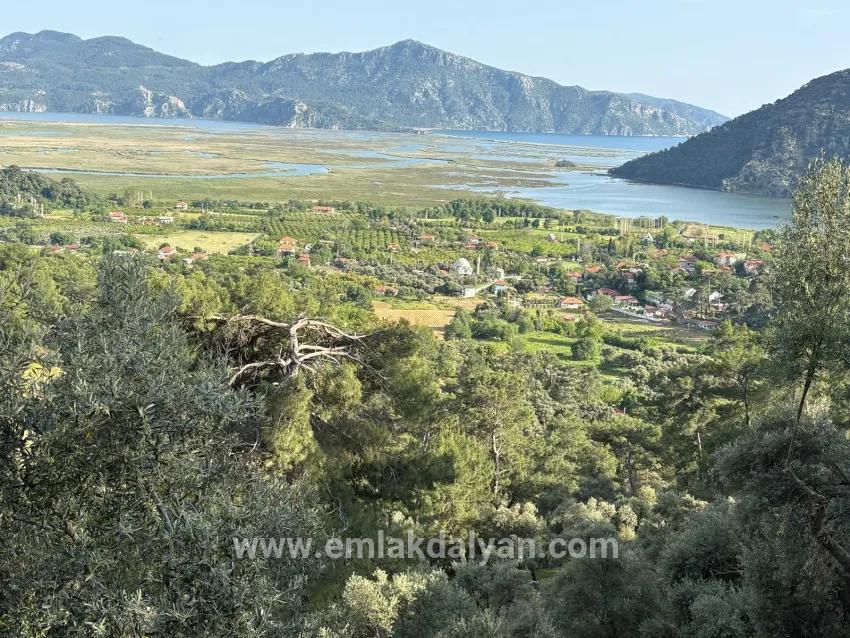 Field For sale in Çandır Nbh. Köyceğiz - Field Zoned - 1.252 m²