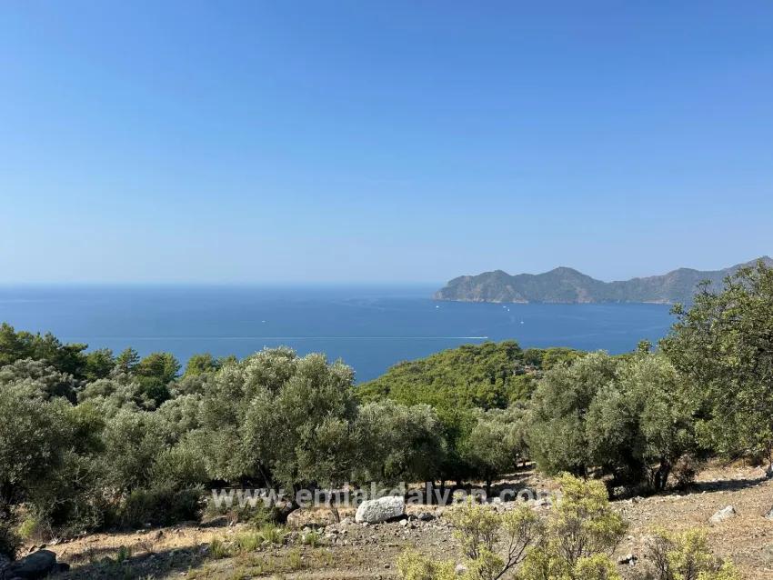 Field For sale in Çandır Nbh. Köyceğiz - Field Zoned - 21.000 m²