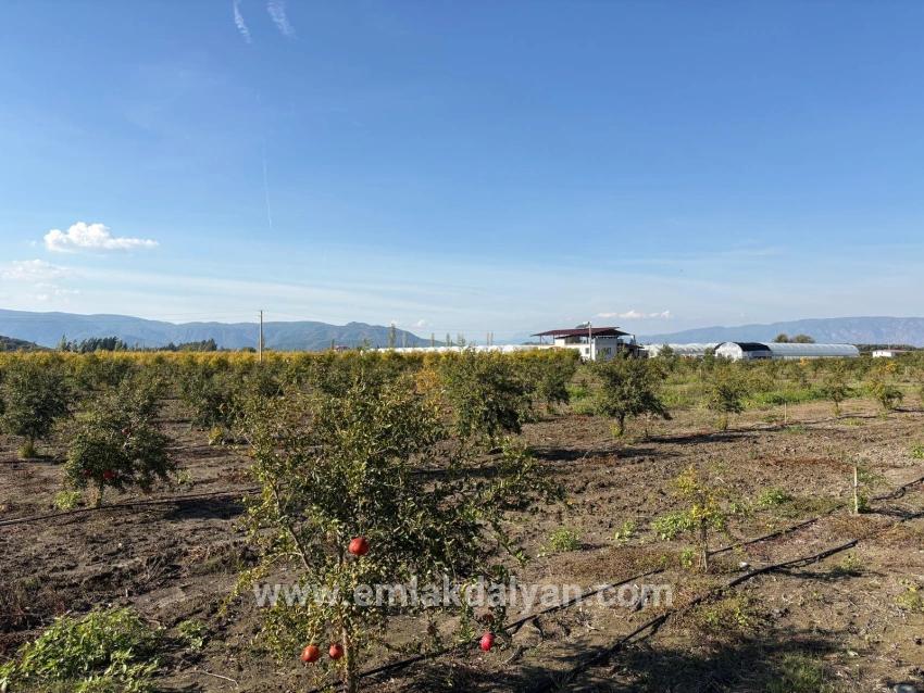21500m2 Pomegranate Garden For Sale In Eskiköy