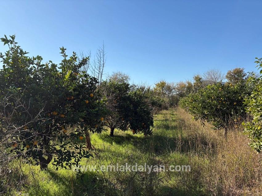 Field For sale in Dalyan Nbh. Ortaca - Field Zoned - 4.541 m²