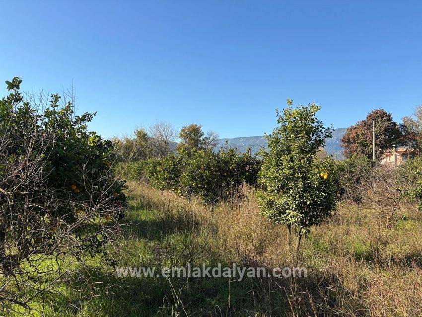 Field For sale in Dalyan Nbh. Ortaca - Field Zoned - 4.541 m²