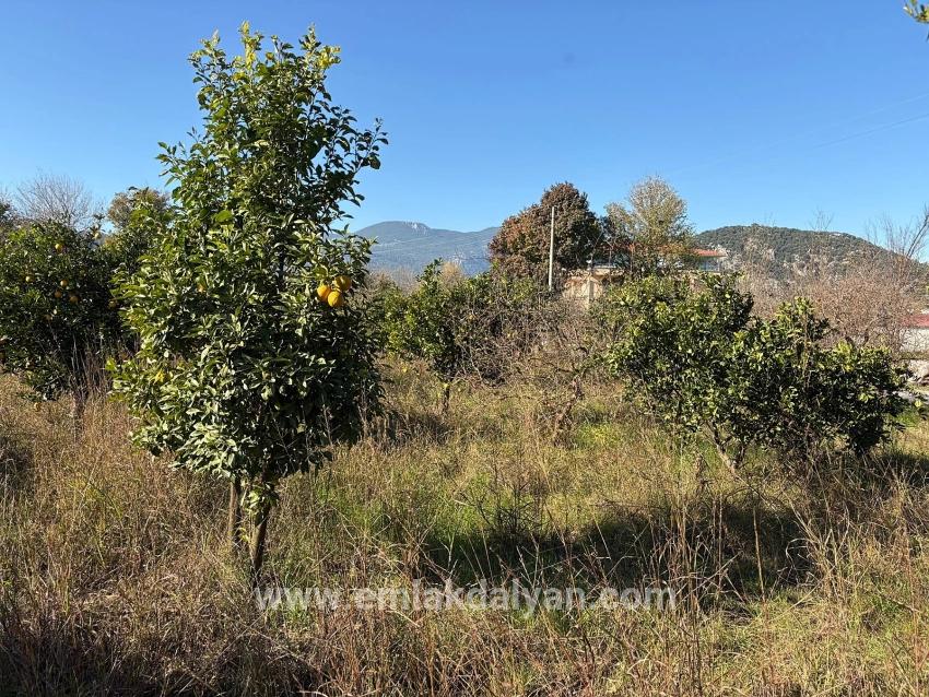 Field For sale in Dalyan Nbh. Ortaca - Field Zoned - 4.541 m²