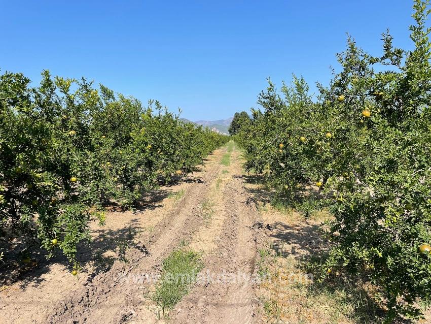 Field For sale in Dalyan Nbh. Ortaca - Housing Zoned - 10.000 m²