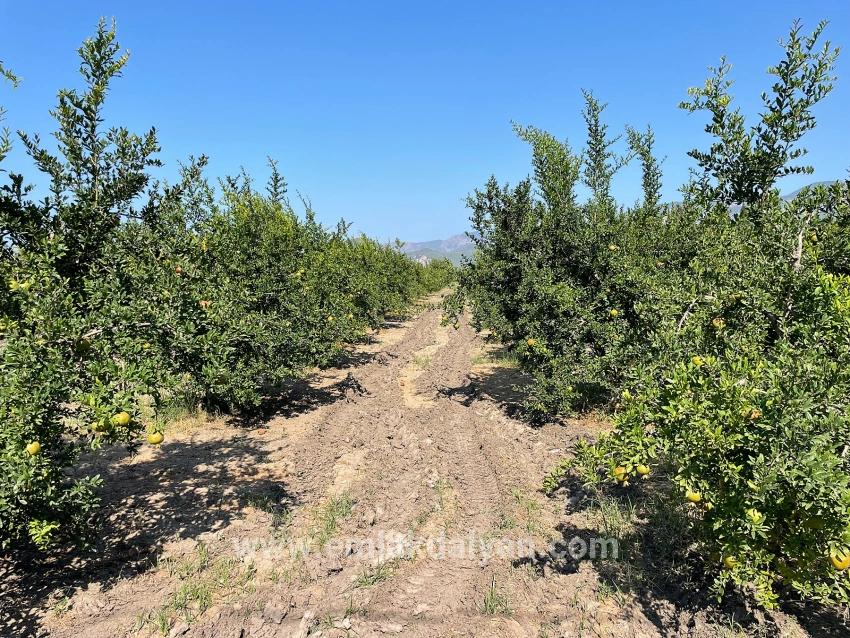 Field For sale in Dalyan Nbh. Ortaca - Housing Zoned - 10.000 m²